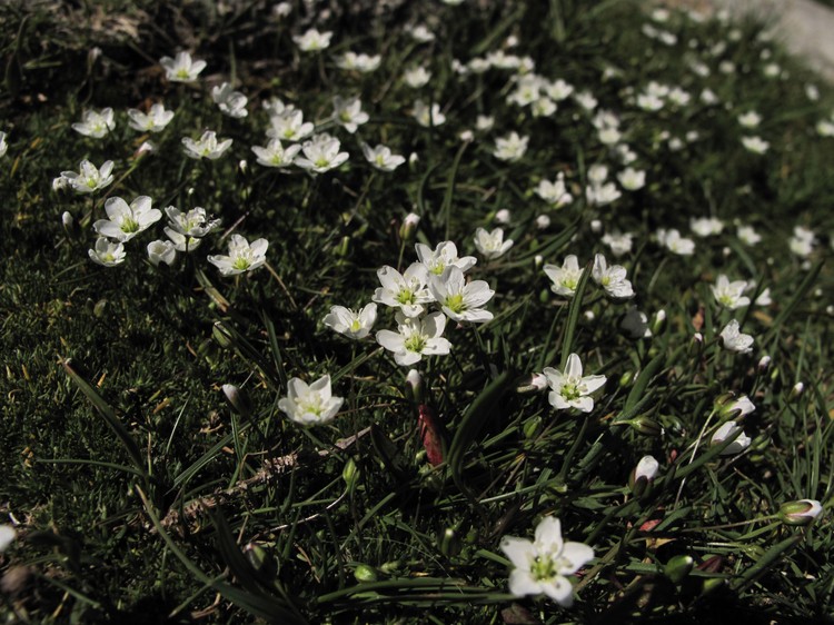 Sagina pilifera